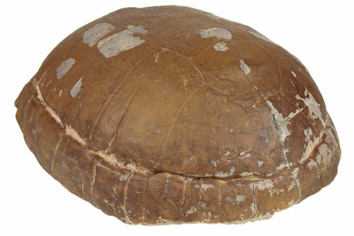 Inflated Fossil Tortoise (Stylemys) - South Dakota #192143